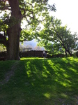 SII20120506_172547 Sheep in campsite.jpg